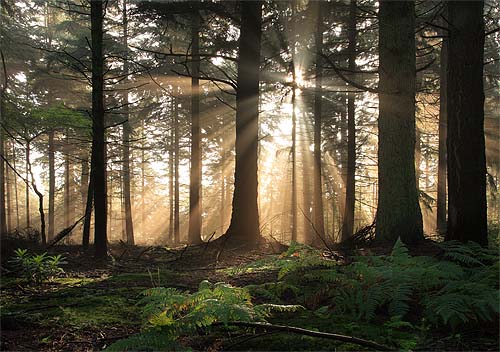 New Forest Landscapes : Sunrays in Bolderwood 3