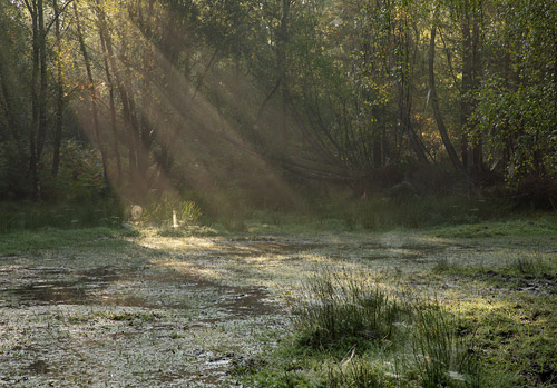 New Forest Landscapes : Sunrays at Mogshade Hill
