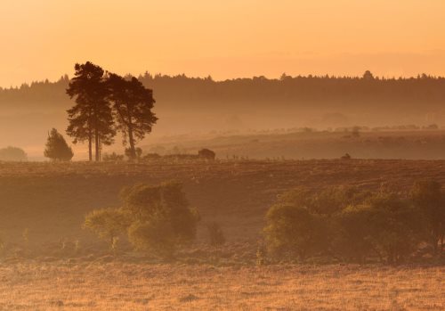 New Forest Landscapes : Sunrise over Buck Hill