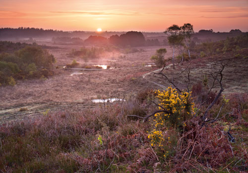 New Forest Landscapes : Sunrise over Duckhole Bog