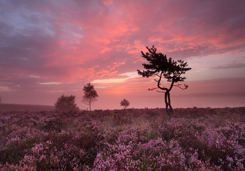 New Forest Landscapes : Sunrise at Ibsley Common