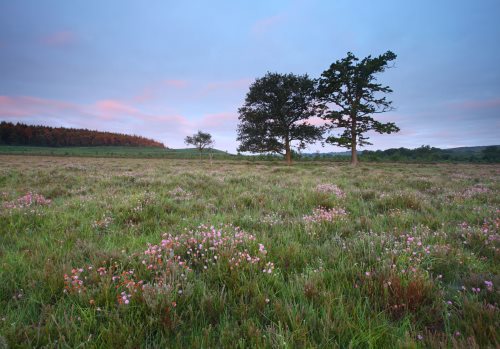 New Forest Landscapes : Sunrise at Latchmoor Bottom