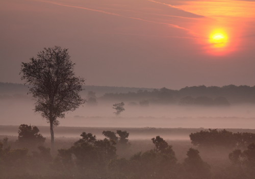 New Forest Landscapes : Sunrise from Matley Ridge