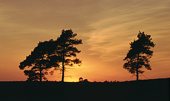 Pine Trees at Sunset image ref 27