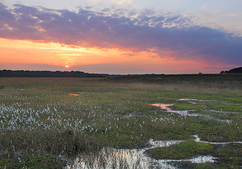 New Forest Landscapes : Sunset over Shatterford Bottom