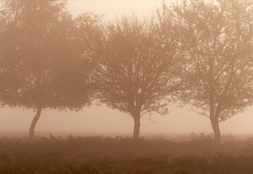 New Forest Landscapes : Three Trees