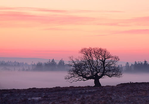 New Forest Landscapes : Winter Oak at Fritham Cross