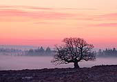 Winter Oak at Fritham Cross image ref 337