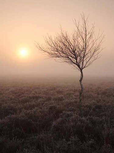 New Forest image: Heathland Birch at Sunrise