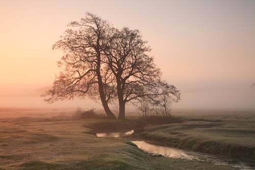 New Forest Landscapes : Alder by the Beaulieu River at Dawn