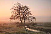 Alder by the Beaulieu River at Dawn image ref 214