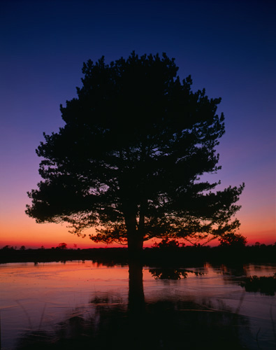 New Forest Landscapes : Pine Tree in Frozen Pond