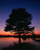 Pine Tree in Frozen Pond image ref 215