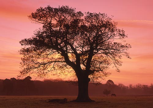 New Forest Landscapes : Dawn at Backley Holmes