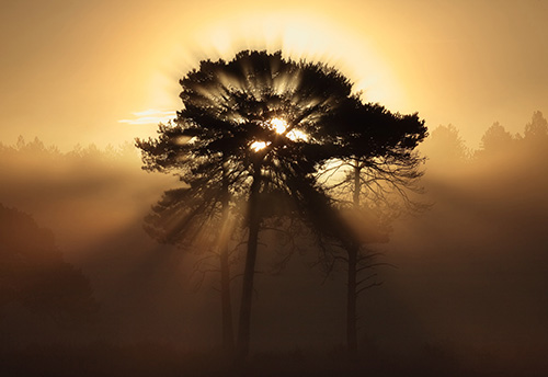 New Forest Landscapes : Sunburst