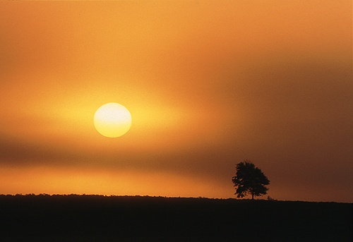 New Forest Landscapes : Lone Tree at Sunrise