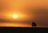 Lone Tree at Sunrise image ref 61