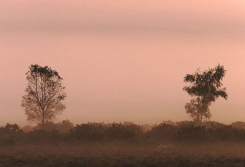 New Forest Landscapes : Two Trees