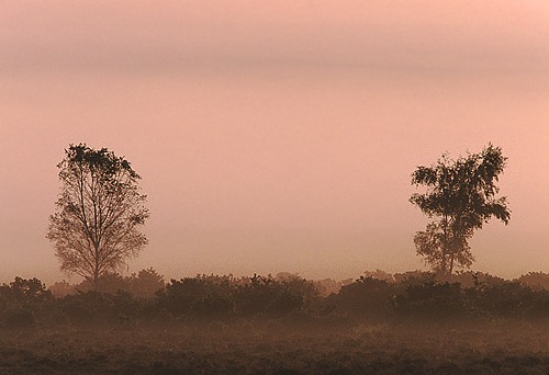 New Forest Landscapes : Two Trees