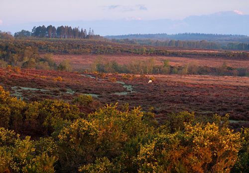 New Forest Landscapes : View over Duck Hole