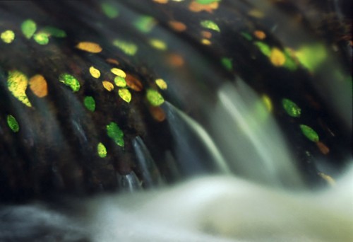 New Forest Landscapes : Detail of a small Waterfall on a New Forest Stream