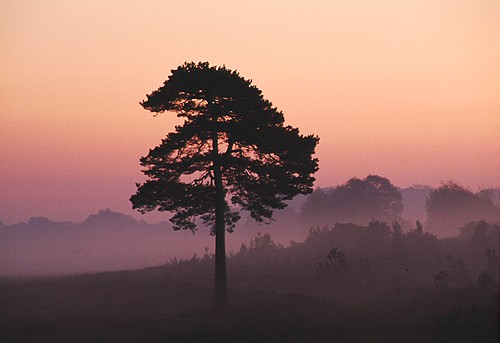 New Forest Landscapes : Tree on Whitefield Moor