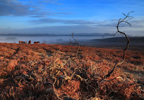 New Forest Landscapes : View From Wilverley Plain