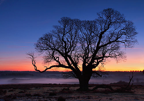 New Forest image: Winter Oak at Mogshade Hill