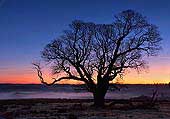 Winter Oak at Mogshade Hill image ref 243