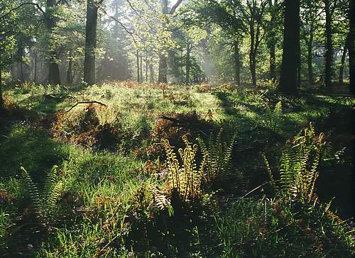 New Forest Landscapes : Woodland Ferns in Spring