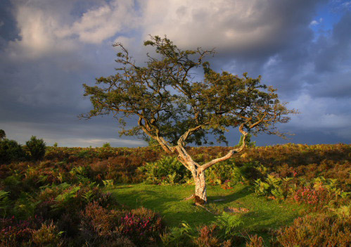 New Forest Landscapes : Hawthorn in Evening Light