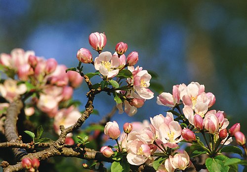 Nature in the New Forest : Crab Apple Blossom (Malus sylvestris)