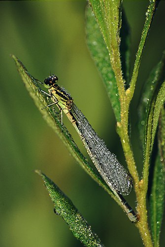 Nature in the New Forest : Dew-covered Azure Damselfly (Coenagrion puella)
