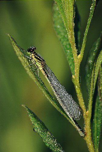 Dew-covered Azure Damselfly (Coenagrion puella)
image ref 71 Nature in the New Forest : Dew-covered Azure Damselfly (Coenagrion puella)