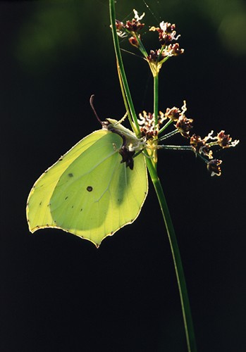 Nature in the New Forest : Back-lit Brimstone