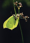 Back-lit Brimstone image ref 156