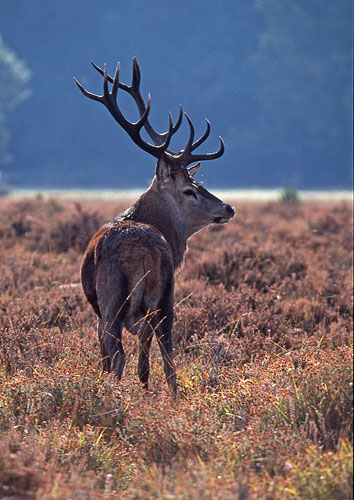 Nature in the New Forest : Back-lit Red Deer Stag (Cervus elaphus)