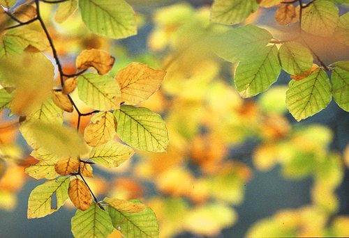 About The New Forest : Autumn Beech Leaves