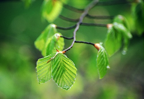Nature in the New Forest : Spring Beech Leaves (Fagus sylvatica)