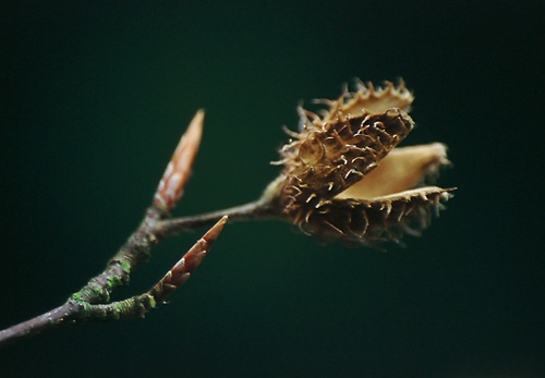 About The New Forest : Beech Nut Case and Buds