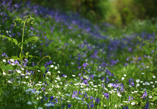 New Forest image: Bluebells and Stitchwort at Exbury