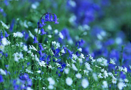 Nature in the New Forest : Bluebells and Stitchwort