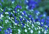 Bluebells and Stitchwort image ref 153