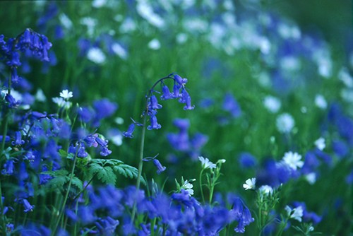 Nature in the New Forest : Bluebells and Greater Stitchwort