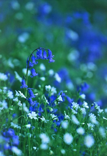 Nature in the New Forest : Bluebells and Greater Stitchwort