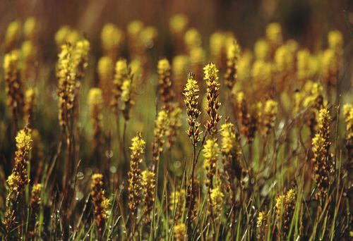 Nature in the New Forest : Bog Asphodel (Narthecium ossifragum)