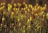 Bog Asphodel (Narthecium ossifragum) image ref 30