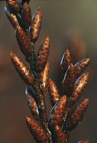 Bog Myrtle Catkins (Myrica gale)
image ref 72 Nature in the New Forest : Bog Myrtle Catkins (Myrica gale)