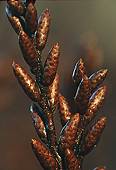 Bog Myrtle Catkins (Myrica gale) image ref 72