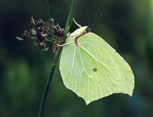 Nature in the New Forest : Brimstone butterfly (Gonepteryx rhamni)